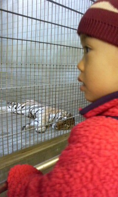 浜松市立動物園　希羅と虎.jpg