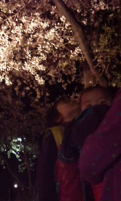 ２Jr.はじめての桜.jpg