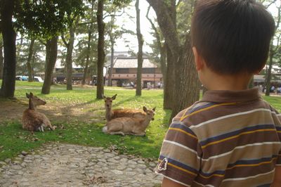 Jr.と奈良公園の鹿.jpg