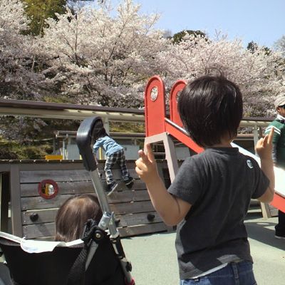 hanami wanpakukouen.jpg