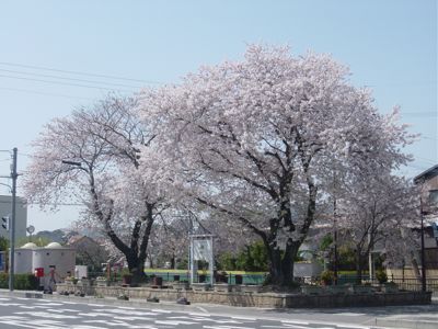 hatagawahiroba sakura 2011.jpg