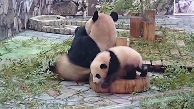 panda201924 1.jpg