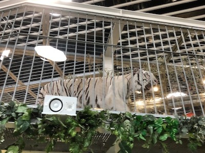 whitetiger 201911.jpg